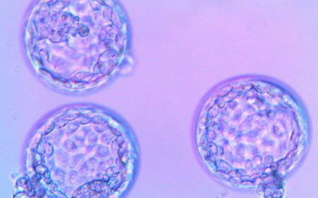 14 дней между эмбриотрансфером и первым тестом фото 55